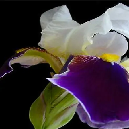Iris Apartamento *